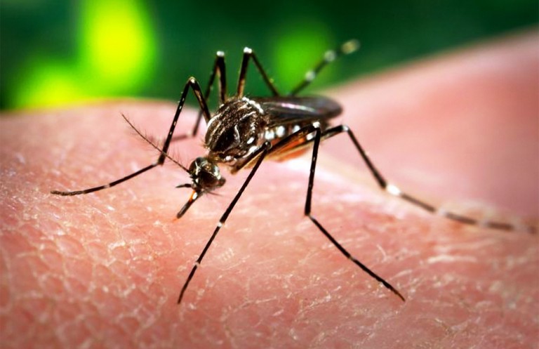 Virus Zika y aborto, todo lo que debemos saber